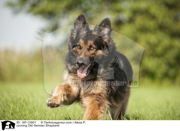 running Old German Shepherd / AP-13901