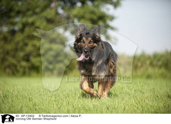 running Old German Shepherd / AP-13902