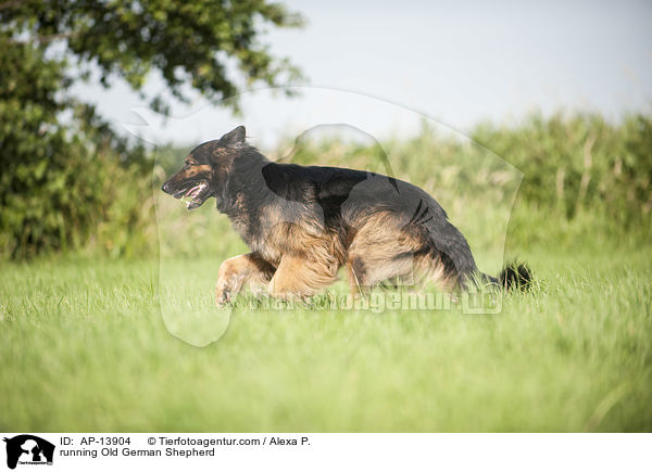 running Old German Shepherd / AP-13904