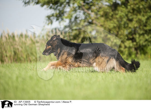 running Old German Shepherd / AP-13905