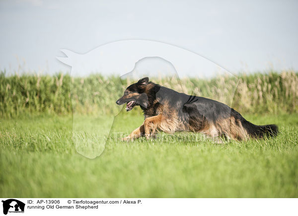 running Old German Shepherd / AP-13906