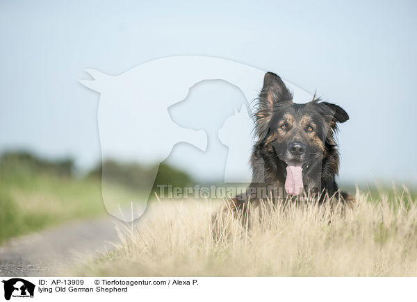 lying Old German Shepherd / AP-13909
