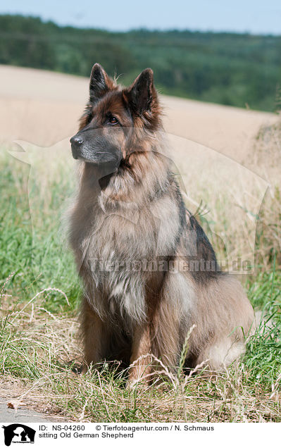sitting Old German Shepherd / NS-04260