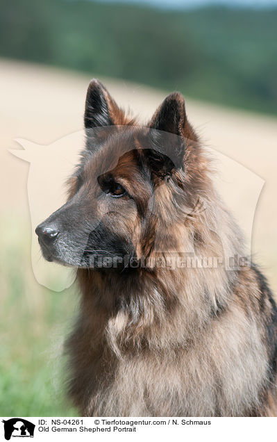 Old German Shepherd Portrait / NS-04261