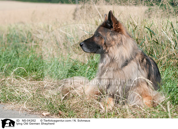 lying Old German Shepherd / NS-04262