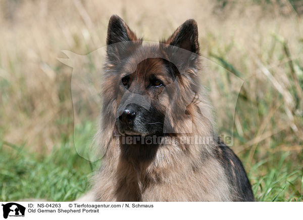Old German Shepherd Portrait / NS-04263