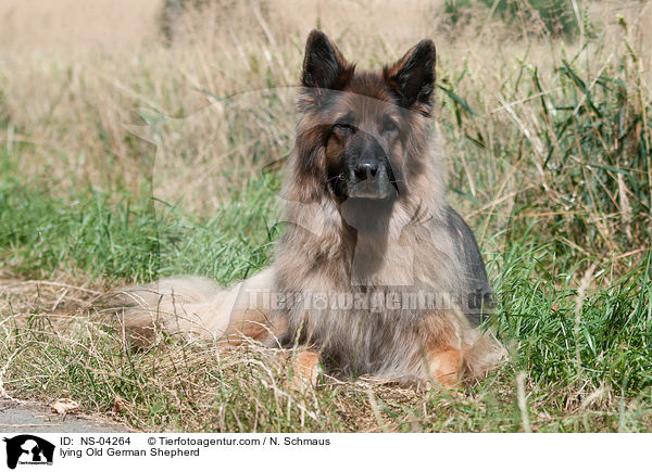 lying Old German Shepherd / NS-04264