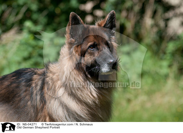 Old German Shepherd Portrait / NS-04271