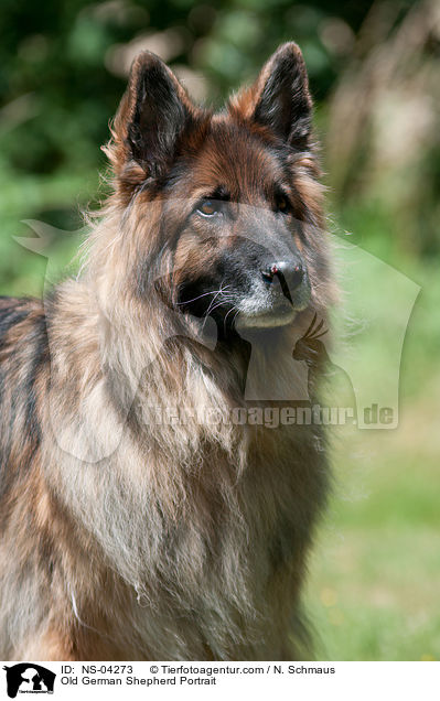 Old German Shepherd Portrait / NS-04273