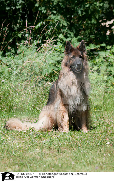 sitting Old German Shepherd / NS-04274