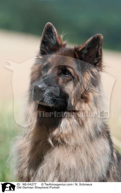 Old German Shepherd Portrait / NS-04277