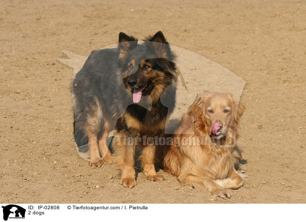 2 dogs / IP-02808