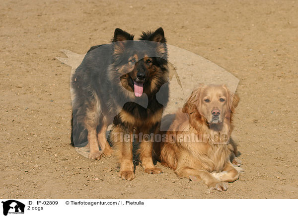 2 dogs / IP-02809