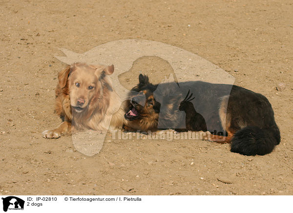 2 dogs / IP-02810