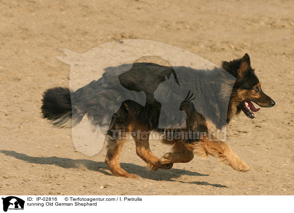 running Old German Shepherd / IP-02816