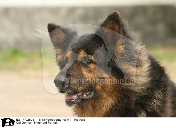 Old German Shepherd Portrait / IP-02828