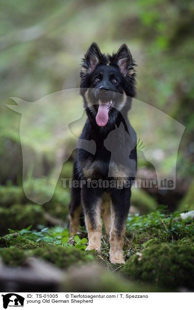 young Old German Shepherd / TS-01005