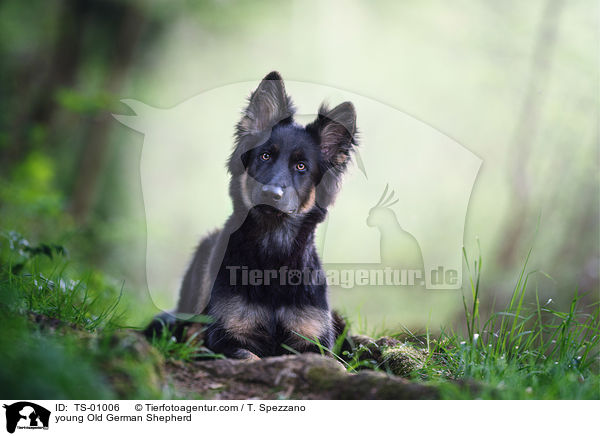 young Old German Shepherd / TS-01006