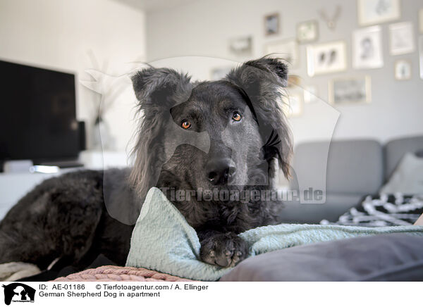 German Sherpherd Dog in apartment / AE-01186