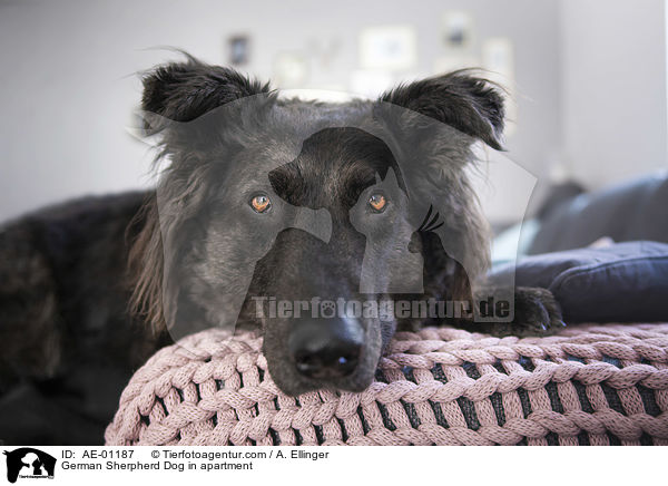 German Sherpherd Dog in apartment / AE-01187