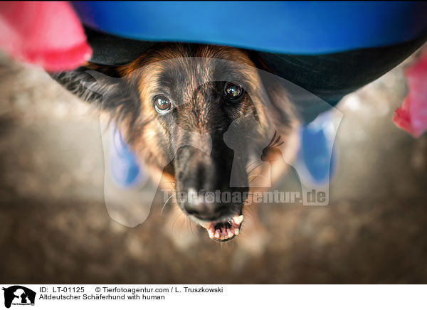 Altdeutscher Schferhund with human / LT-01125