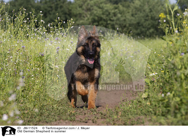 Old German Shepherd in summer / JM-11524