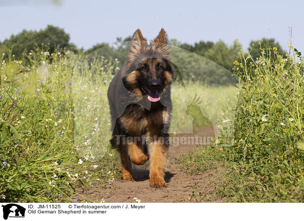 Old German Shepherd in summer / JM-11525