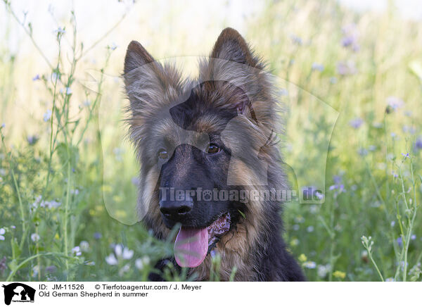 Old German Shepherd in summer / JM-11526