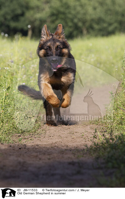 Altdeutscher Schferhund im Sommer / Old German Shepherd in summer / JM-11533