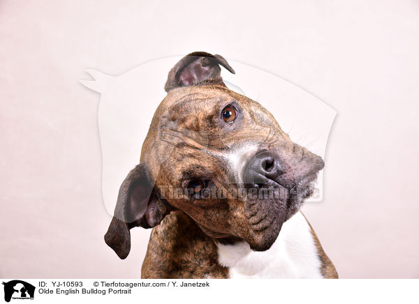 Olde English Bulldog Portrait / YJ-10593