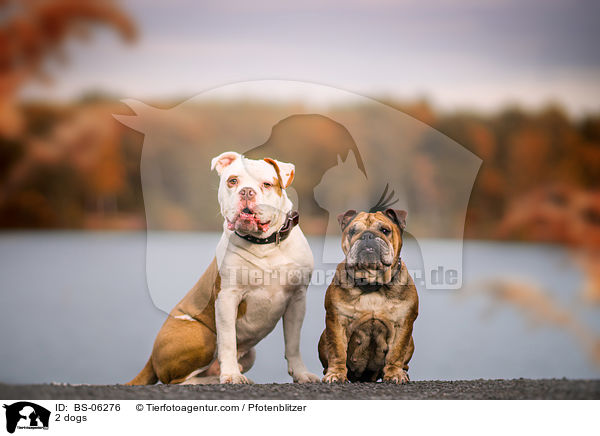 2 dogs / BS-06276