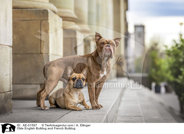 Olde English Bulldog und Franzsische Bulldogge / Olde English Bulldog and French Bulldog / AE-01597