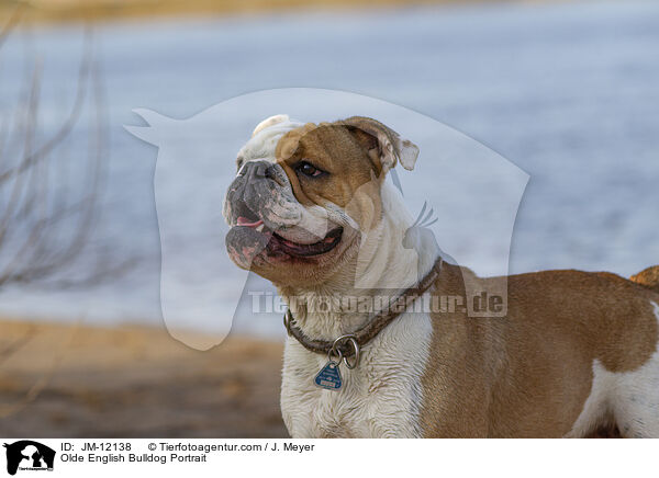 Olde English Bulldog Portrait / JM-12138