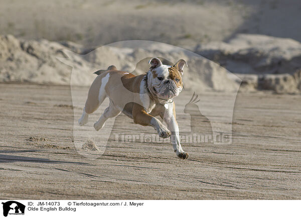 Olde English Bulldog / JM-14073