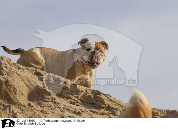 Olde English Bulldog / JM-14090