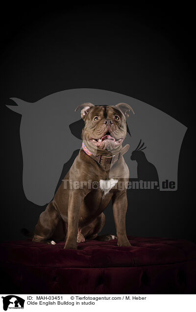 Olde English Bulldog in studio / MAH-03451