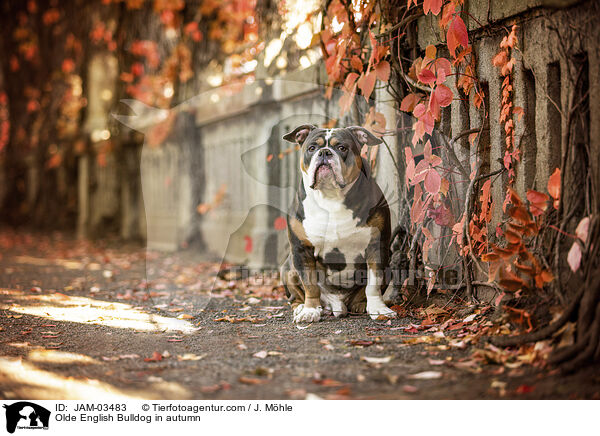 Olde English Bulldog in autumn / JAM-03483