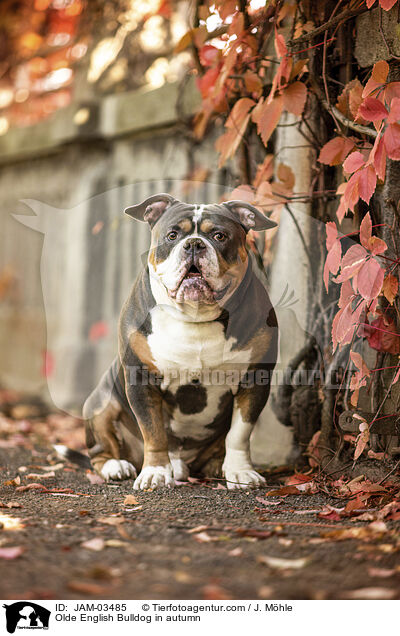Olde English Bulldog in autumn / JAM-03485