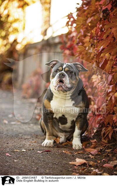 Olde English Bulldog in autumn / JAM-03487