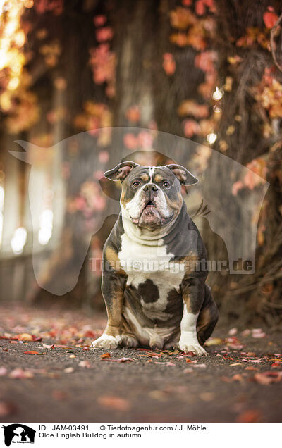 Olde English Bulldog in autumn / JAM-03491