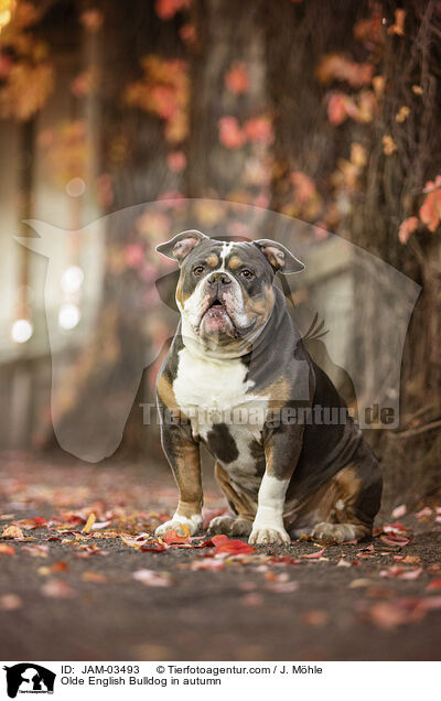 Olde English Bulldog in autumn / JAM-03493