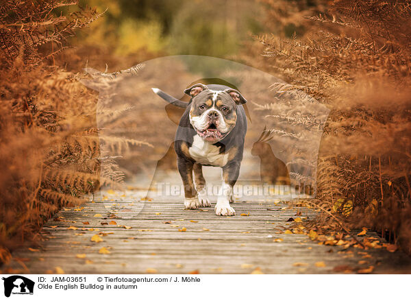 Olde English Bulldog in autumn / JAM-03651