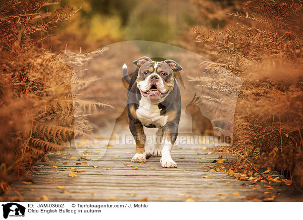 Olde English Bulldog in autumn / JAM-03652