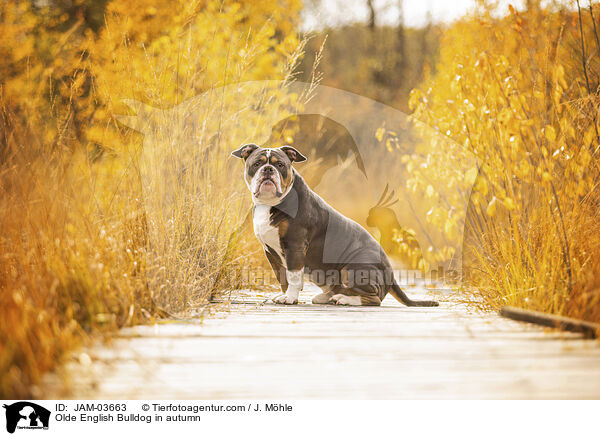 Olde English Bulldog in autumn / JAM-03663