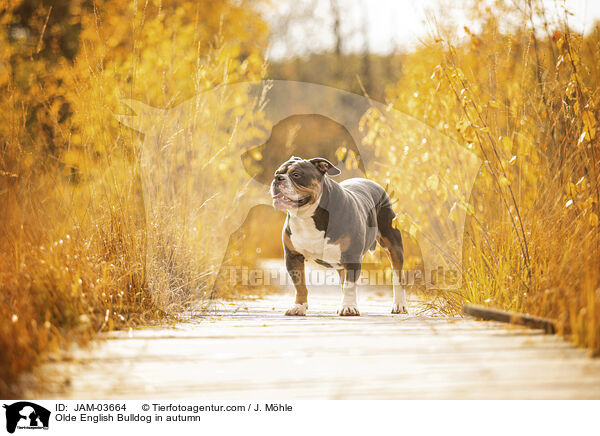 Olde English Bulldog in autumn / JAM-03664