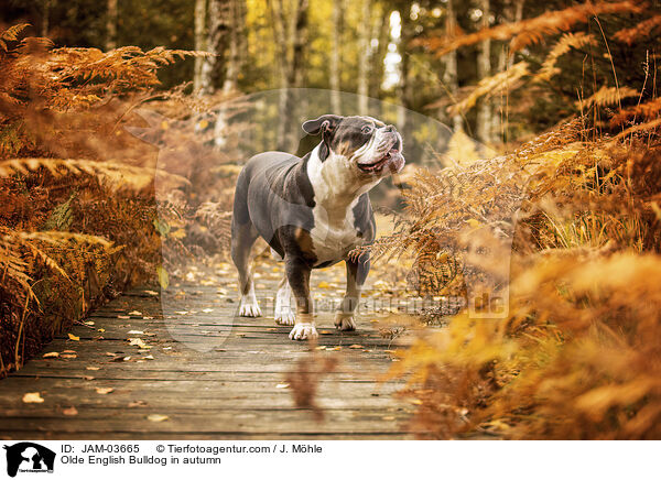 Olde English Bulldog in autumn / JAM-03665
