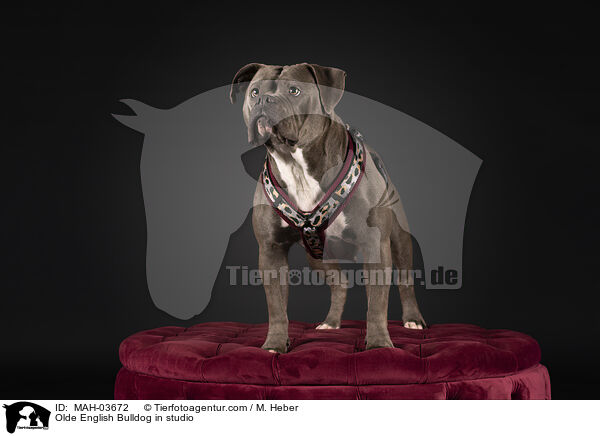 Olde English Bulldog in studio / MAH-03672