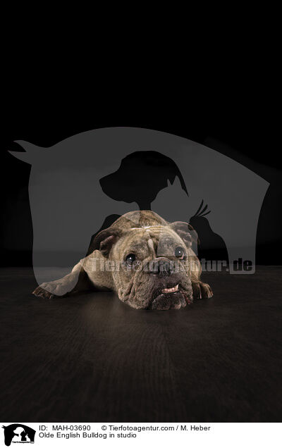 Olde English Bulldog in studio / MAH-03690