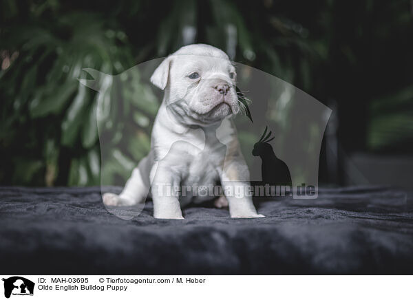 Olde English Bulldog Puppy / MAH-03695