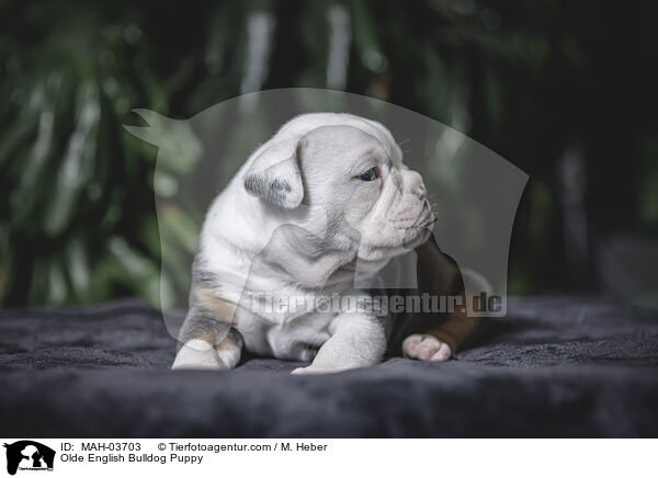 Olde English Bulldog Puppy / MAH-03703
